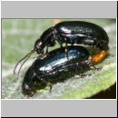 Phratora sp - Blattkaefer 01a 6mm.jpg